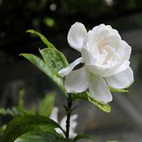 微信栀子花头像_高清栀子花花朵图片大全