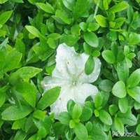 微信栀子花头像_高清栀子花花朵图片大全