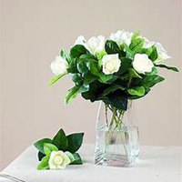 微信栀子花头像_高清栀子花花朵图片大全