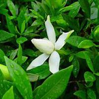 微信栀子花头像_高清栀子花花朵图片大全