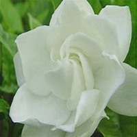 微信栀子花头像_高清栀子花花朵图片大全