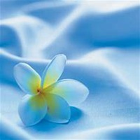 微信栀子花头像_高清栀子花花朵图片大全