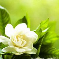 微信栀子花头像_高清栀子花花朵图片大全