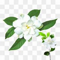 微信栀子花头像_高清栀子花花朵图片大全