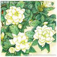 微信栀子花头像_高清栀子花花朵图片大全