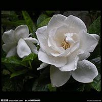 微信栀子花头像_高清栀子花花朵图片大全