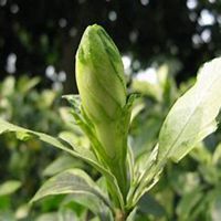 微信栀子花头像_高清栀子花花朵图片大全