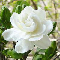 微信栀子花头像_高清栀子花花朵图片大全