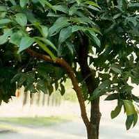 微信桂树头像_高清桂树微信头像