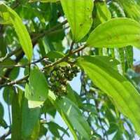 微信桂树头像_高清桂树微信头像