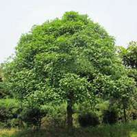 微信桂树头像_高清桂树微信头像