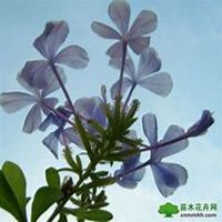 微信桂树头像_高清桂树微信头像