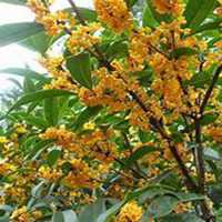 微信桂树头像_高清桂树微信头像