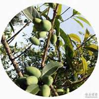 微信桂树头像_高清桂树微信头像