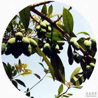 微信桂树头像_高清桂树微信头像