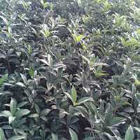 微信桂树头像_高清桂树微信头像