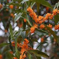 微信桂树头像_高清桂树微信头像