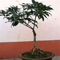 微信桂树头像_高清桂树微信头像