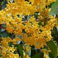 微信桂树头像_高清桂树微信头像