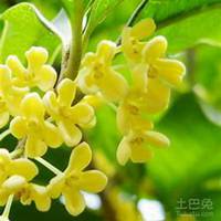 微信桂树头像_高清桂树微信头像