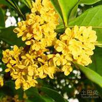 微信桂树头像_高清桂树微信头像