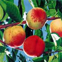 微信桃树头像_高清桃树微信头像