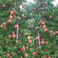 微信桃树头像_高清桃树微信头像