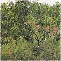 微信桃树头像_高清桃树微信头像