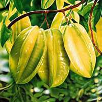 微信桃树头像_高清桃树微信头像