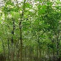 微信梧桐树头像_高清梧桐树微信头像