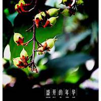 微信梧桐树头像_高清梧桐树微信头像