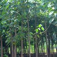 微信梧桐树头像_高清梧桐树微信头像