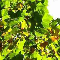 微信梧桐树头像_高清梧桐树微信头像