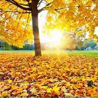 微信梧桐树头像_高清梧桐树微信头像