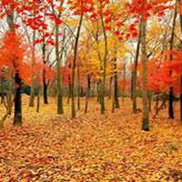 微信梧桐树头像_高清梧桐树微信头像