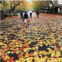 微信梧桐树头像_高清梧桐树微信头像