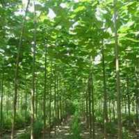 微信梧桐树头像_高清梧桐树微信头像