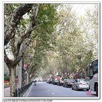 微信梧桐树头像_高清梧桐树微信头像