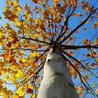 微信梧桐树头像_高清梧桐树微信头像