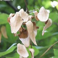 微信梧桐树头像_高清梧桐树微信头像