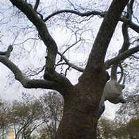 微信梧桐树头像_高清梧桐树微信头像