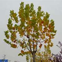 微信梧桐树头像_高清梧桐树微信头像