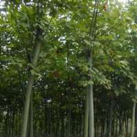 微信梧桐树头像_高清梧桐树微信头像