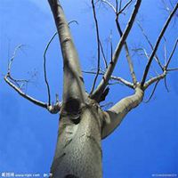 微信梧桐树头像_高清梧桐树微信头像