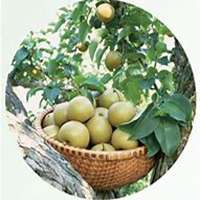 微信梨树头像_高清梨树微信头像