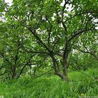 微信梨树头像_高清梨树微信头像