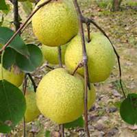 微信梨树头像_高清梨树微信头像