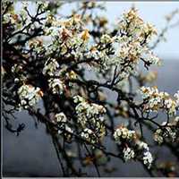 微信梨树头像_高清梨树微信头像