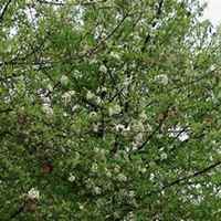 微信梨树头像_高清梨树微信头像