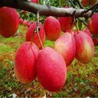 微信梨树头像_高清梨树微信头像